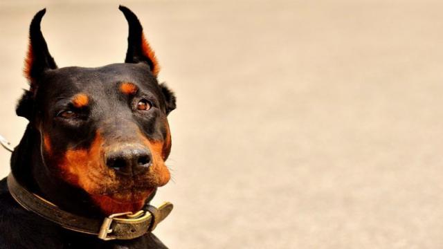 Foto 10 Malattie del Dobermann