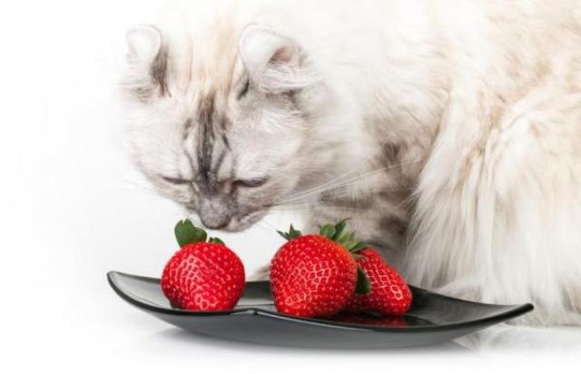 frutta per gatti