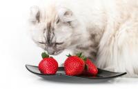 frutta per gatti