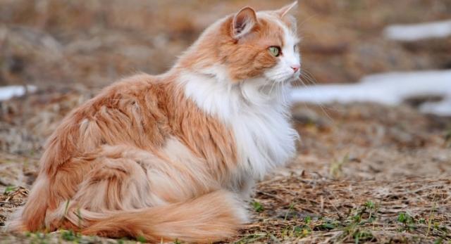 Foto Il Gatto ha il pelo grasso: cause e rimedi