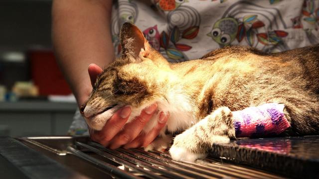 Foto Tumore al testicolo nel Gatto (seminoma)