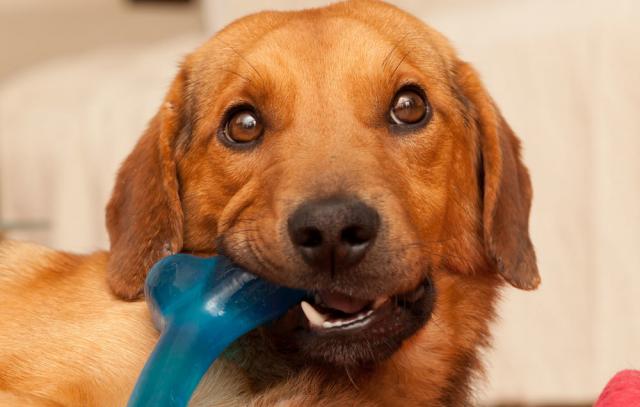 Foto Giochi in vinile per Cani: sono tossici?