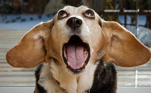 Foto Perchè il cane starnutisce?