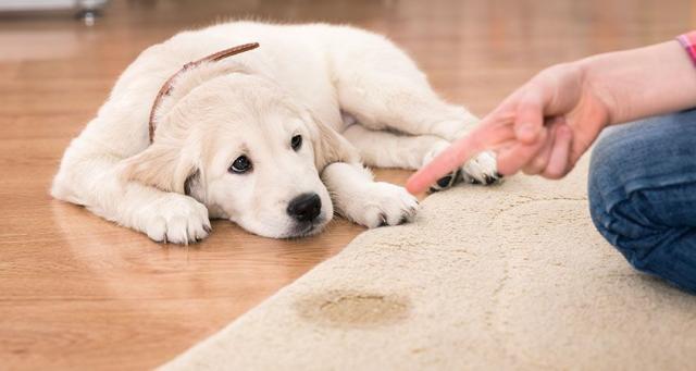 Foto Perchè il Cane fa pipì sul letto o sul divano?