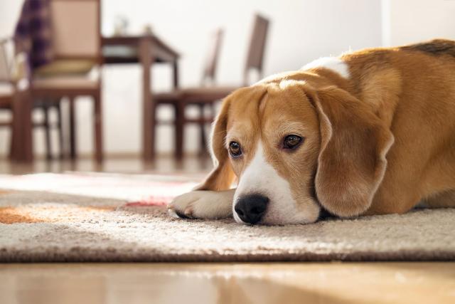 Foto Emorroidi nel Cane: sintomi, cause e trattamento