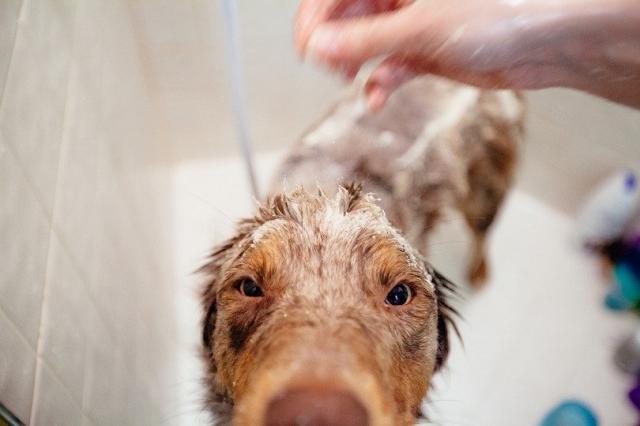 Foto Psoriasi nel Cane: cause, sintomi e trattamento