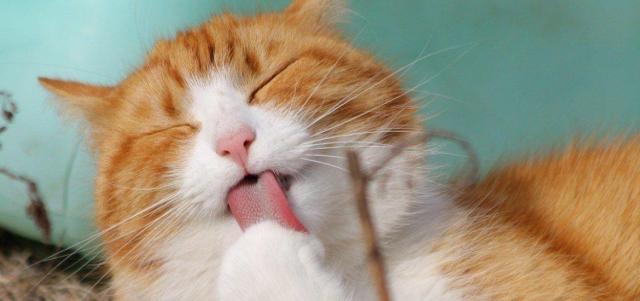 Stimolare Lappetito Del Gatto Mondopetsit