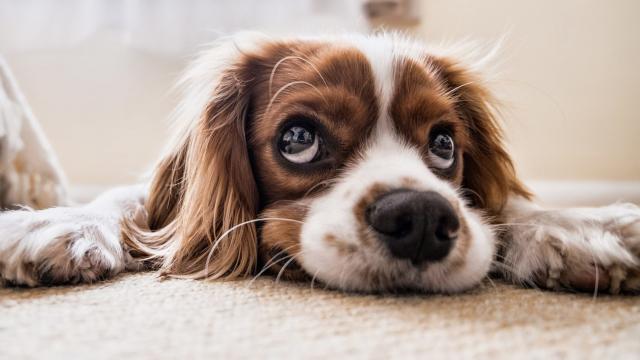Foto Antistaminici per Cani: quale scegliere?