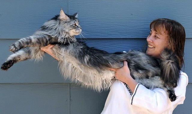 12 Razze Di Gatti Più Grandi Del Mondo Mondopetsit
