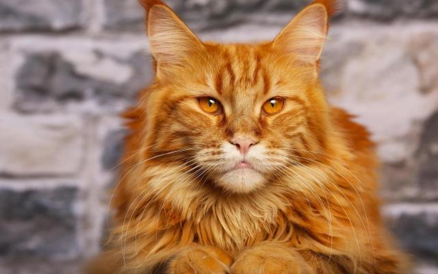 gatto maine coon