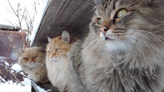 gatto siberiano