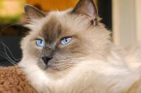 gatto Ragdoll