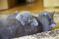 gatto British Shorthair