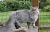 gatto Selkirk rex