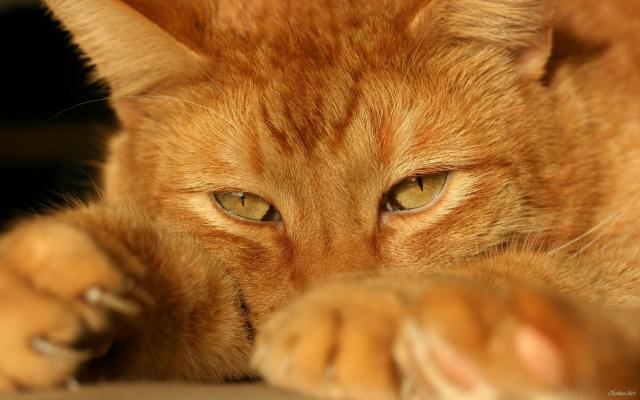 Gatto Arancione Carattere E Curiosità Mondopetsit