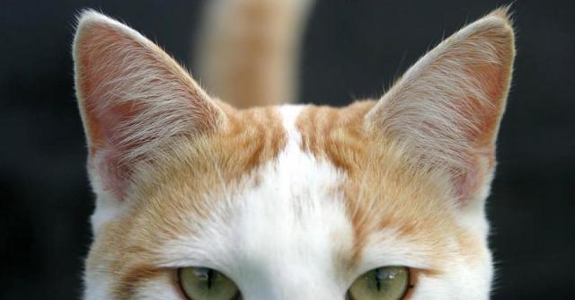Foto Intolleranza al glutine nel Gatto: sintomi e trattamento