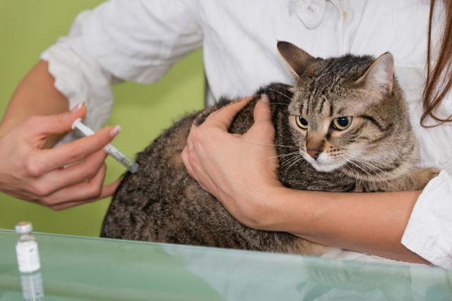 gatto con vermi nel sedere gatto con vermi nel sedere