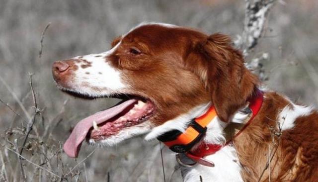Collare Elettrico Per Cani Come Si Usa Mondopetsit
