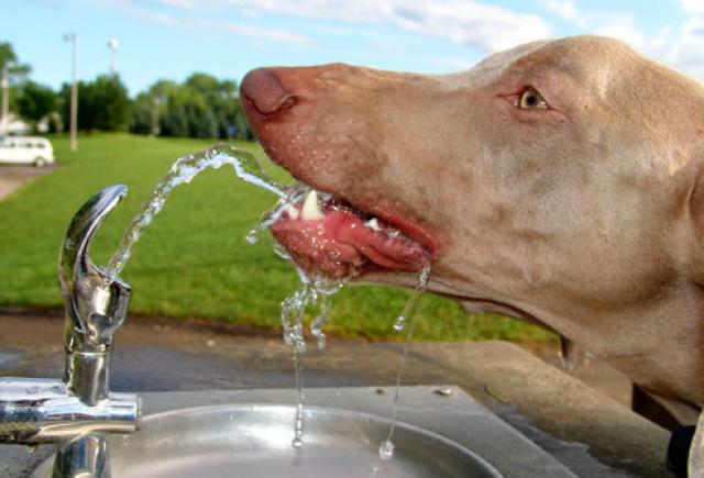Foto Il cane è disidratato? sintomi, cause e cure