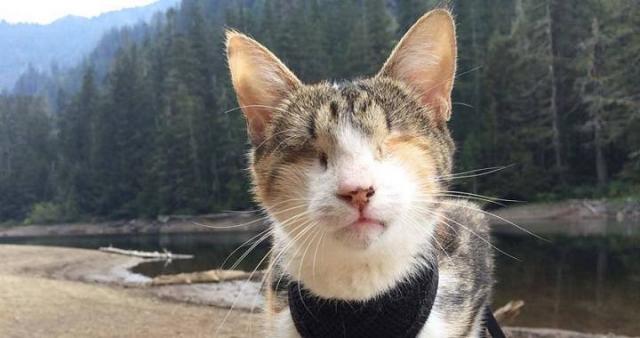 anisocoria e infezioni agli occhi nei gatti anisocoria e infezioni agli occhi nei gatti