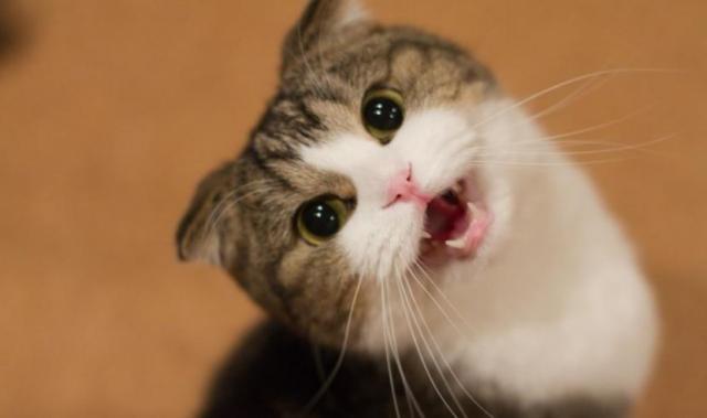 Foto Gatto rauco: cause e trattamento