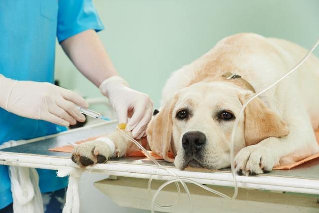 Foto Anestesia Cani: pericoli e risveglio