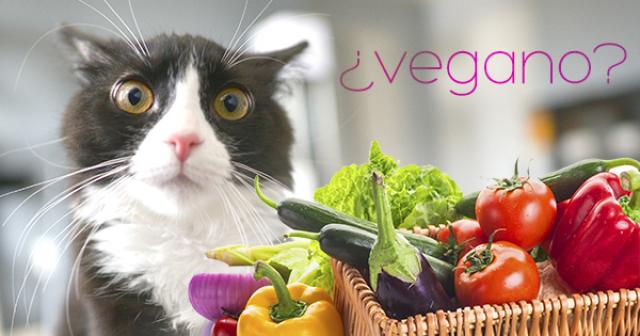 Gatto Vegetariano I Gatti Possono Essere Vegetariani Mondopetsit