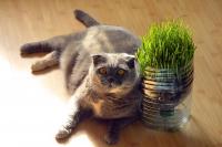 Gatto Vegetariano I Gatti Possono Essere Vegetariani Mondopetsit