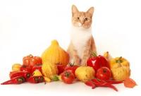 Gatto Vegetariano I Gatti Possono Essere Vegetariani Mondopetsit