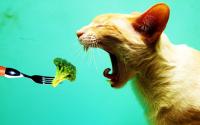 gatti vegetariani