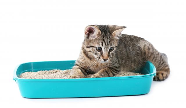 toilette per gatti