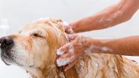 shampoo pulci cane