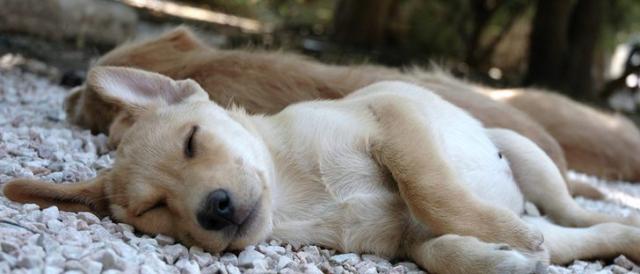 cane si uccide