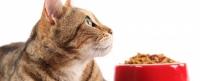 alimentazione gatto con diabete