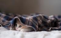 gatto dorme sotto le coperte