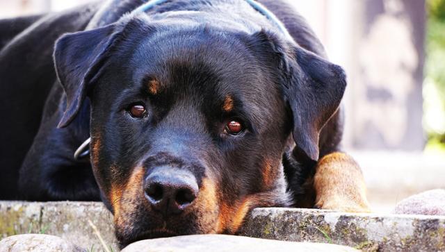 Foto Quanto mangia un Rottweiler?