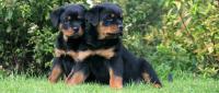 cuccioli di Rottweiler