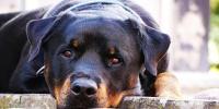 cane Rottweiler 