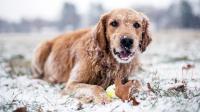 cane mangia neve