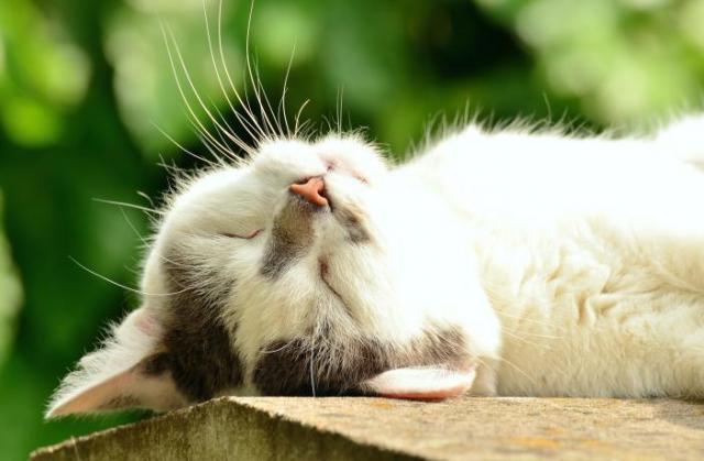 Foto Spondilosi nel Gatto: cause, sintomi e cure