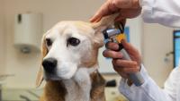 pulire orecchie cane