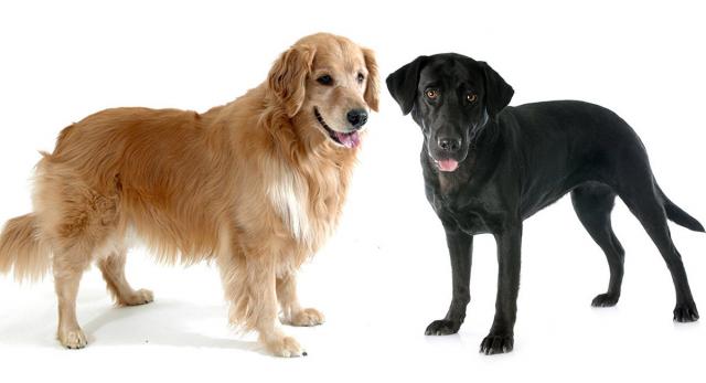 Differenze Tra Labrador E Golden Retriever