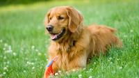 cane golden retriever