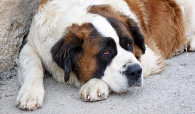 Foto Prurito anale nel Cane: cause e trattamento