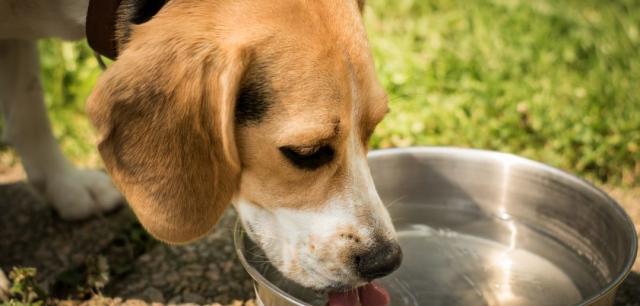 Foto Cane vomita: cause, sintomi e trattamento