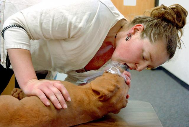 Foto Rianimazione Cardiopolmonare nel Cane