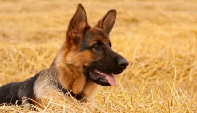 Foto Celiachia nel cane: sintomi e trattamento