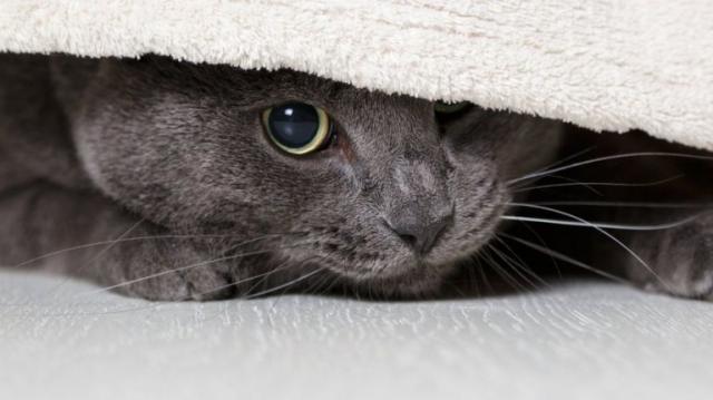 Il Gatto Ha Paura Ecco Cosa Fare Mondopets it why-is-my-cat-hiding-suddenly-wag