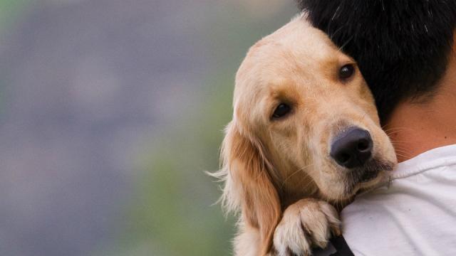 Foto I cani fanno i dispetti?