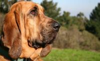 Bloodhound orecchie lunghe